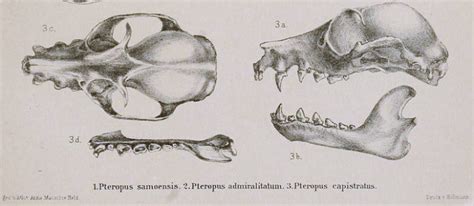 Bismarck masked megabat, flying fox