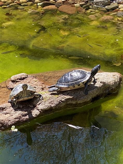 Sliders At Riverside Reptiles Id Zoochat