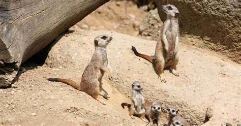 Meerkat Behaviour - AnimalBehaviorCorner