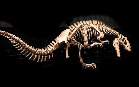 Yutyrannus Skeleton