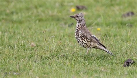 Mistle Thrush Adult Mistle Thrush Turdus Viscivorus Mea… Flickr