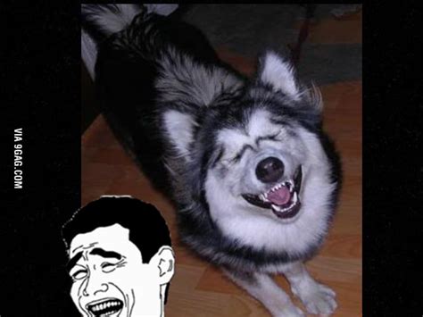 Husky meme - 9GAG