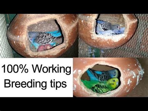 Budgies Parrot 100 Working Breeding Tips Parakeet Breeding