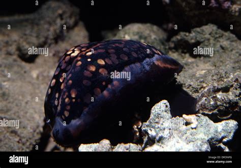 Cypraea mauritiana hi-res stock photography and images - Alamy