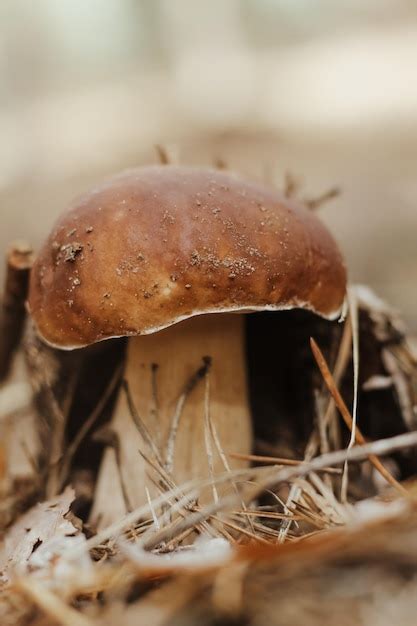 Hongo Comestible Con Gorra Marr N Boletus Edulis En El Bosque De Cuento