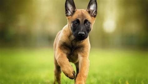 En akıllı köpek türü Belçika Malinois Kurdu seçildi