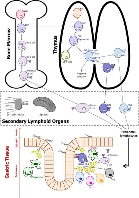 Schematic Representation Of Lymphocyte Differentiation And Migration To