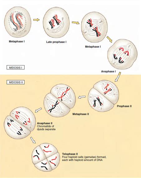 Wiring Diagram Diagram Of Meiosis | The Best Porn Website