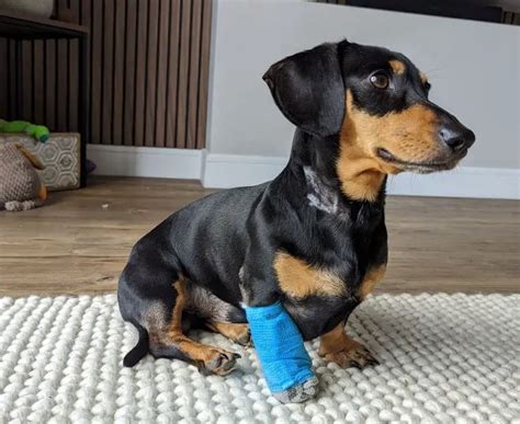 Dachshund Front Leg Problems Causes Symptoms And Treatment Options