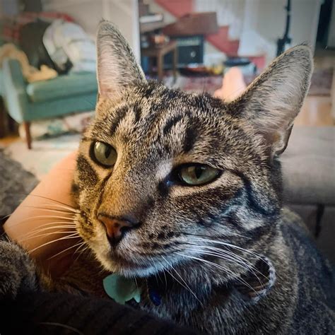 Family Cat Missing for Two Months Found Safe After Emerging from