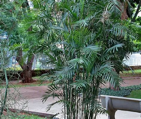 How to Grow the Bamboo Palm Tree (Chamaedorea seifrizii)