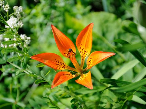 The Provincial Flowers Of Canada And How They Were Chosen Rdca