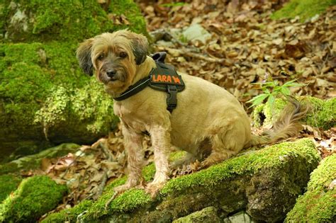 Best Harness For Small Dogs In 2021: Finding The Right Fit For Your Dog