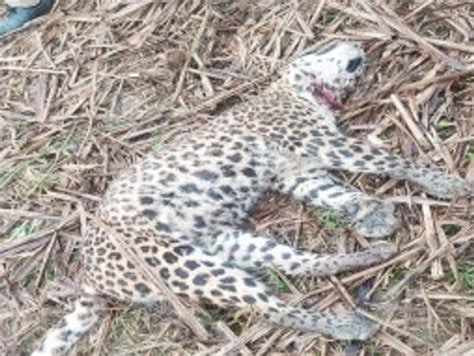 Dead Body Of Leopard Cub Found In Sugarcane Field गन्ने के खेत में