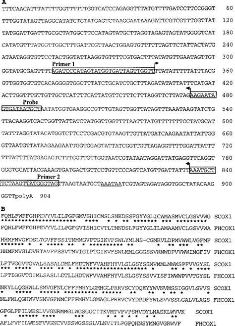 Consensus Sequence Of The 3h Half Of Scox1 A A Consensus Sequence