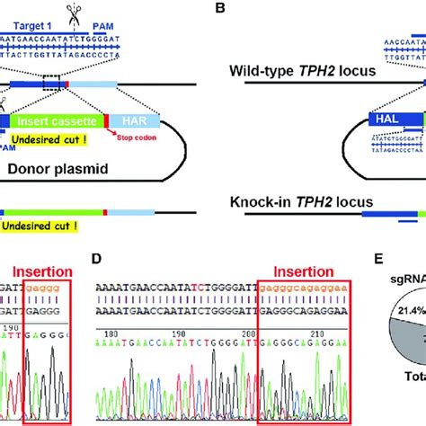 Schematic Diagram Of Crispr Cas9 Mediated Integration Of Reporter Download Scientific Diagram