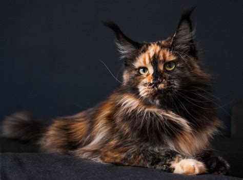 Dark Brown Maine Coon Cat: A Majestic and Beloved Breed – PSQ