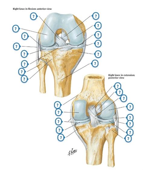 A P Lab Practical Two Knee Joint Diagram Quizlet