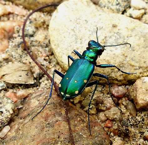 6 Spotted Tiger Beetle Cicindela Sexguttata Free To Use U Flickr