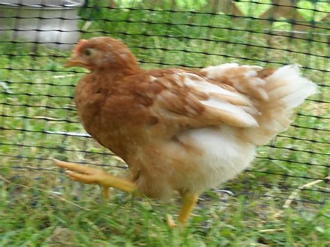 Please Help Me Sex These Week Old Red Sex Links TONS OF PICS BackYard Chickens Learn How