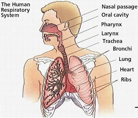 Human Respiratory System Functions Parts And Parameters