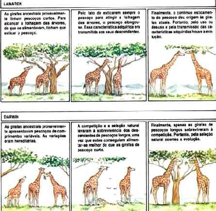 Oque E Seleção Natural - Evolução das Espécies e Seleção Natural - Algo Sobre