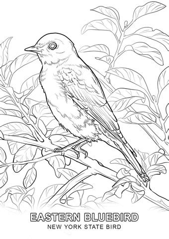 New York State Bird coloring page | Free Printable Coloring Pages