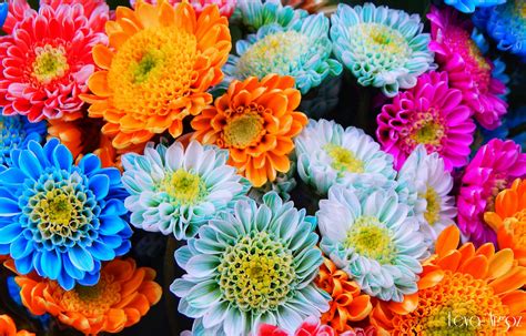 colorful photography