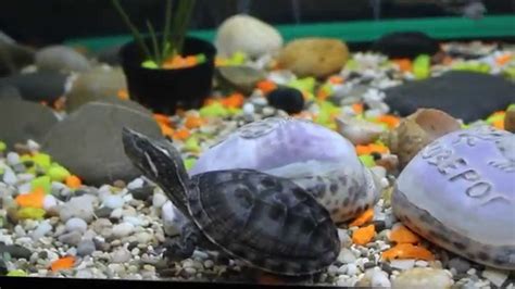 аквариум с мускусными черепахами - YouTube