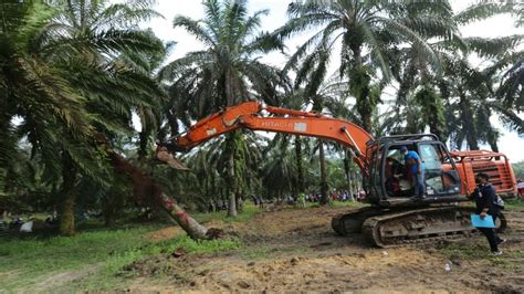 Mentan Dorong Percepatan Peremajaan Sawit Di Jambi YouTube