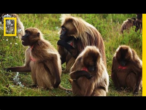 An Educational Video About Monkey Sex National Geographic 23cf9f