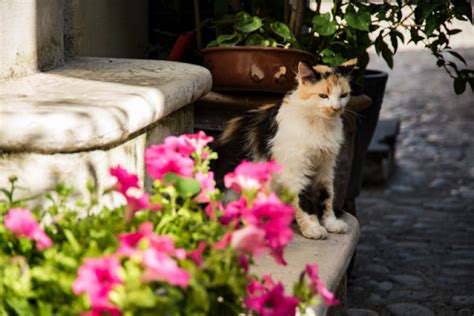 Gatti Randagi Esistono Norme Che Vietano Di Dar Loro Da Mangiare