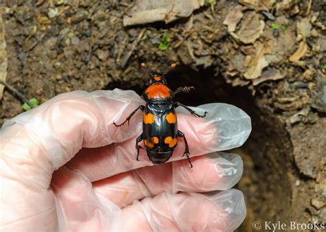 On the Subject of Nature: American Burying Beetle