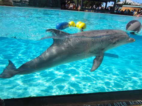 SeaWorld San Diego Photo Journal