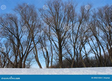 Naked Trees In Winter Stock Photo Image Of Background 49021834
