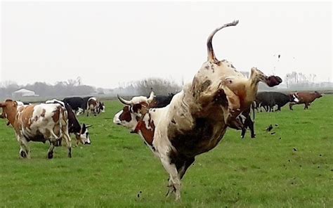 Voor Het Eerst Weer Naar Buiten Dansende Koeien Bij Bio Boerderij