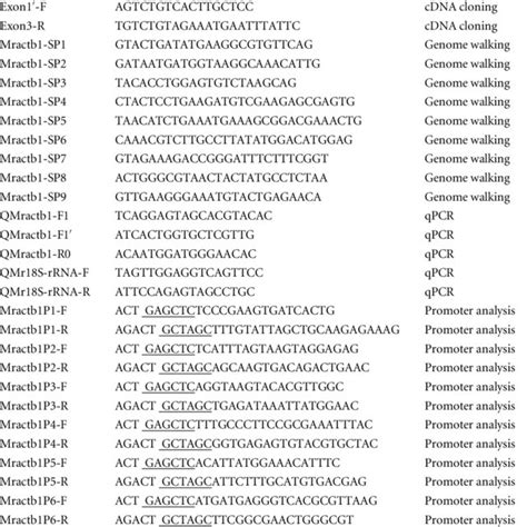 Cloning Of The Flanking Sequence Of The Mractb Gene The Flanking