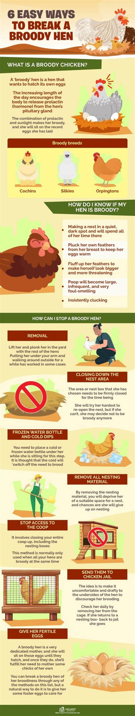 Easy Ways To Break A Broody Hen The Happy Chicken Coop Chicken