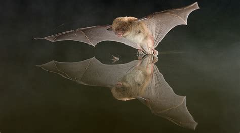 Daubenton's Bat - Bat Conservation Ireland