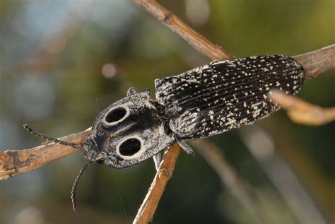 Click Beetle The Most Extreme Wiki Fandom