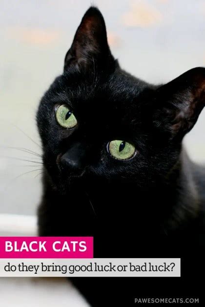 Black Cats Good Luck Or Bad Luck