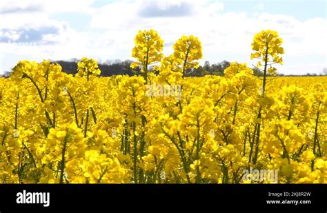 Farming canola Stock Videos & Footage - HD and 4K Video Clips - Alamy