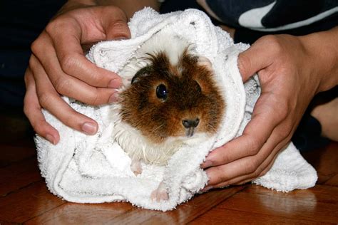 Teddy Guinea Pig 2025 Comprehensive Care Guide