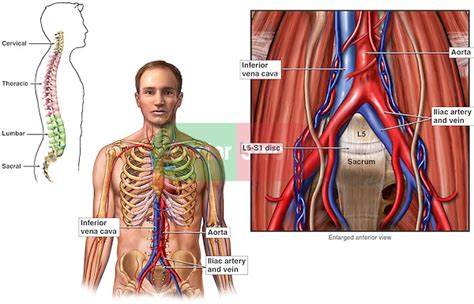 Anatomy Of The Abdominal Blood Vessels Doctor Stock