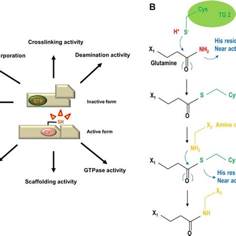 Extended Structure Mediated Activation Mechanism Of Transglutaminase 2