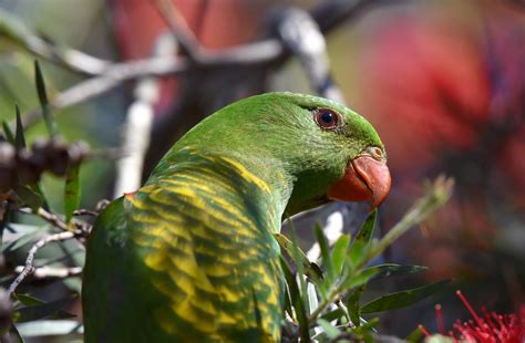 Scaly Breasted Lorikeet Trichoglossus Chlorolepidotus Flickr