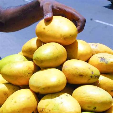 Buy Grafted Banganapalle Mango Plant Online Nursery Nisarga