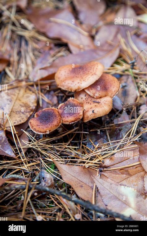 Group Of Edible Mushrooms Honey Agarics Known As Armillaria Mellea In