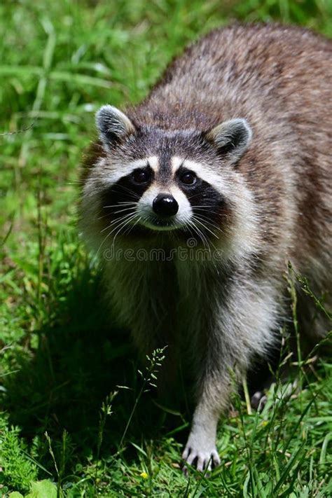 Close Up Portrait of a Raccoon on Green Grass Stock Image - Image of ...