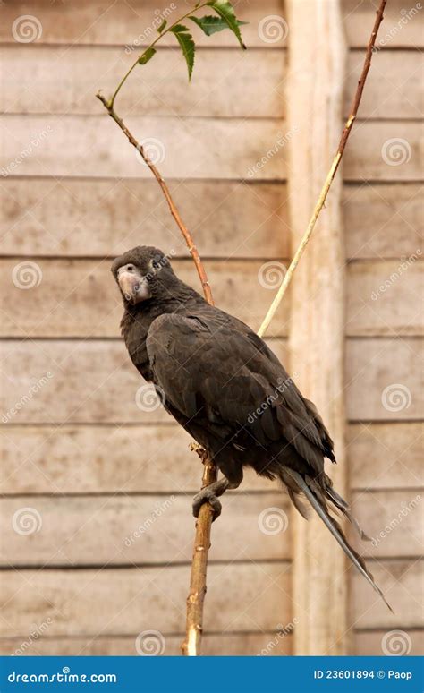 Black parrot stock photo. Image of branch, feather, ecosystem - 23601894